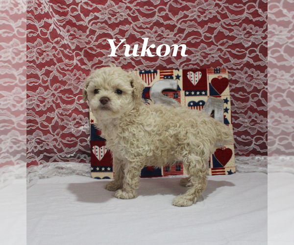 Medium Photo #10 Poodle (Toy) Puppy For Sale in CHANUTE, KS, USA