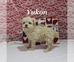 Small #9 Poodle (Toy)