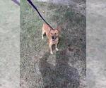 Small Chihuahua Mix