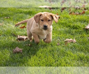 Labrador Retriever Puppy for sale in SHREVE, OH, USA