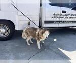 Small Siberian Husky