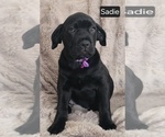 Small #7 Cane Corso
