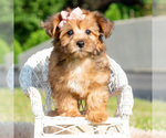 Small #1 Yorkipoo