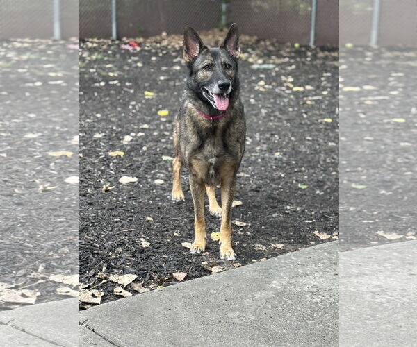 Medium Photo #3 German Shepherd Dog-Unknown Mix Puppy For Sale in Plainfield, IL, USA