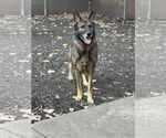 Small #2 German Shepherd Dog Mix