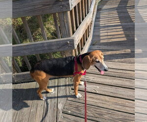 Beagle-Unknown Mix Dogs for adoption in Sanderson, FL, USA