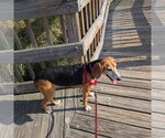 Small Beagle Mix