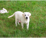 Small #3 Labrador Retriever
