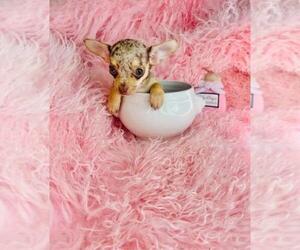 Chihuahua Puppy for sale in TAMPA, FL, USA