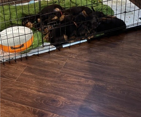 Medium Photo #13 Cavalier King Charles Spaniel Puppy For Sale in NAMPA, ID, USA