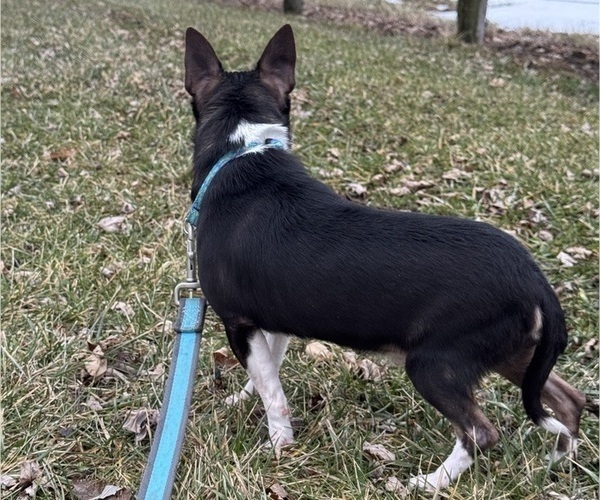 Medium Photo #4 Chihuahua Puppy For Sale in CANOGA, NY, USA