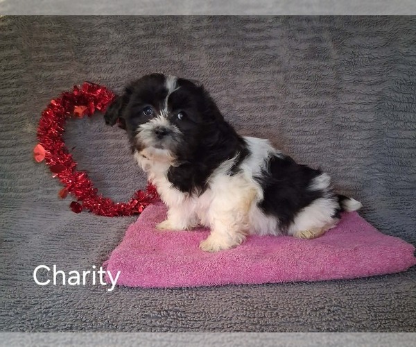 Medium Photo #2 Zuchon Puppy For Sale in MOUNT PLEASANT, MI, USA