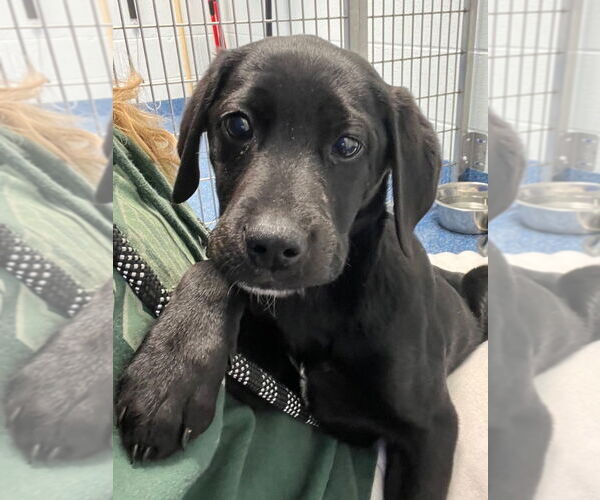 Medium Photo #1 Labrador Retriever Puppy For Sale in Tarboro, NC, USA