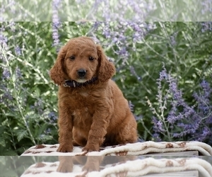 Goldendoodle (Miniature) Puppy for sale in CHRISTIANA, PA, USA