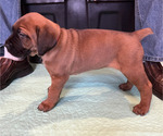 Small #5 Boerboel-Cane Corso Mix