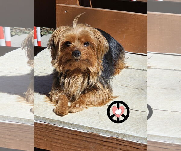 Medium Photo #5 Mutt Puppy For Sale in Lebanon, PA, USA