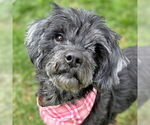 Small #9 Cocker Spaniel-Poodle (Miniature) Mix