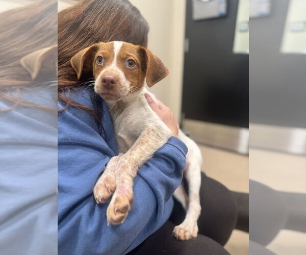 Medium Photo #4 Mutt Puppy For Sale in Elmsford, NY, USA