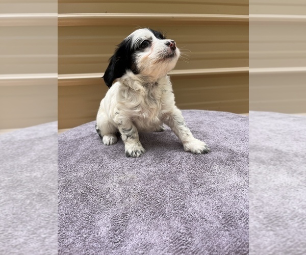 Medium Photo #32 Chiweenie Puppy For Sale in SAINT AUGUSTINE, FL, USA