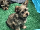 Small Photo #3 Yorkshire Terrier Puppy For Sale in CARLSBAD, CA, USA