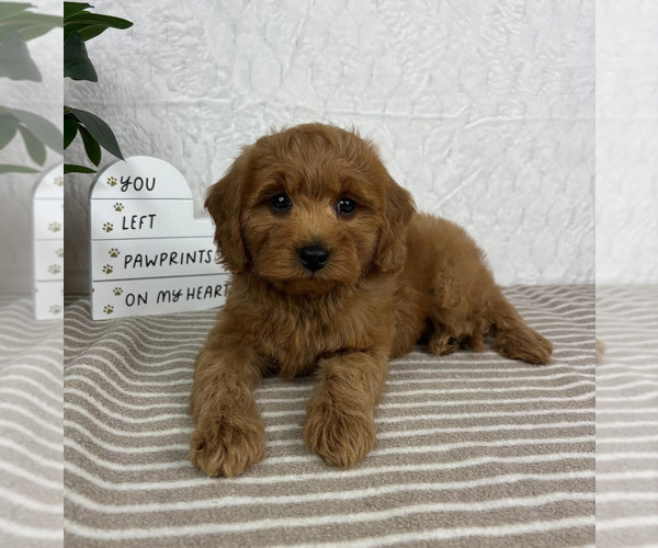 Medium Photo #4 Cavapoo Puppy For Sale in GREENFIELD, IN, USA