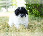 Small Photo #2 Poodle (Miniature) Puppy For Sale in WARSAW, IN, USA