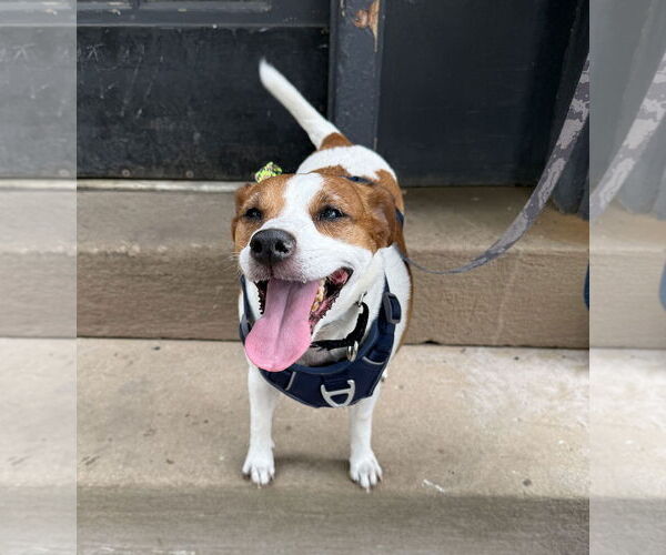 Medium Photo #5 Mutt Puppy For Sale in Philadelphia, PA, USA