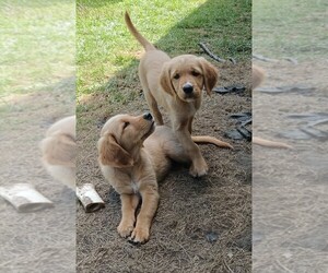 Golden Retriever Puppy for sale in GOODELLS, MI, USA