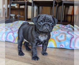 Pug Puppy for sale in GRESHAM, OR, USA