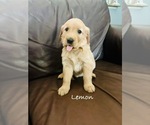 Puppy Lemon Golden Retriever