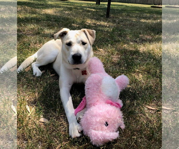 Medium Photo #6 Labrador Retriever-Unknown Mix Puppy For Sale in Farmington, MN, USA
