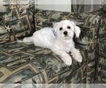 Small Photo #1 Maltese Puppy For Sale in OCALA, FL, USA