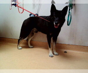 German Shepherd Dog-Unknown Mix Dogs for adoption in Martinez, CA, USA