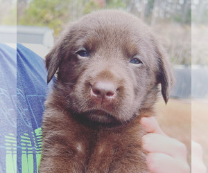 Labrador Retriever Puppy for sale in RICHLANDS, NC, USA