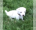 Small Photo #1 Jack Russell Terrier Puppy For Sale in APPLE CREEK, OH, USA