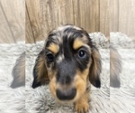 Small Photo #8 Dachshund Puppy For Sale in MYRTLE, MO, USA