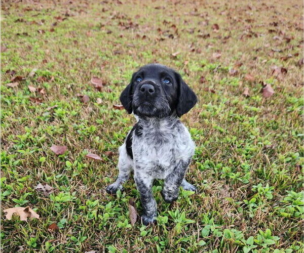 Medium Photo #9 German Shorthaired Pointer-Goldendoodle Mix Puppy For Sale in WILLACOOCHEE, GA, USA