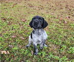 Small #8 German Shorthaired Pointer-Goldendoodle Mix