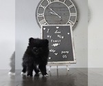 Puppy Belle Pomeranian