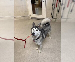 Siberian Husky Dogs for adoption in Riverside, CA, USA