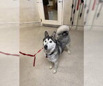 Small Siberian Husky