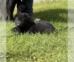 Small #5 German Shepherd Dog