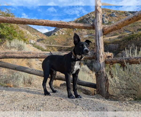 Medium Photo #12 Border-Aussie Puppy For Sale in Salt Lake City, UT, USA