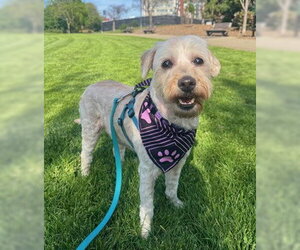 Gigi - Female Havanese Dog for Adoption - Photo #3