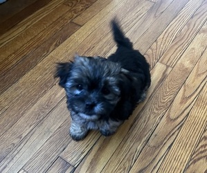 Shorkie Tzu Puppy for sale in PLAINFIELD, NJ, USA
