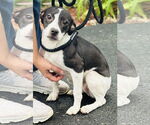 Small Labrador Retriever Mix