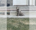 Small Photo #4 Labrador Retriever Puppy For Sale in DES MOINES, IA, USA