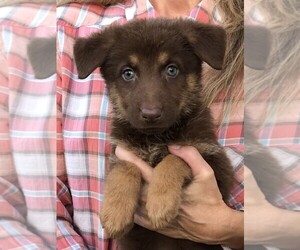 German Shepherd Dog Puppy for sale in OSTRANDER, OH, USA