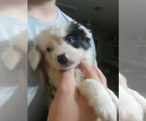 Medium Miniature Australian Shepherd