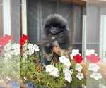 Small #5 Pomeranian